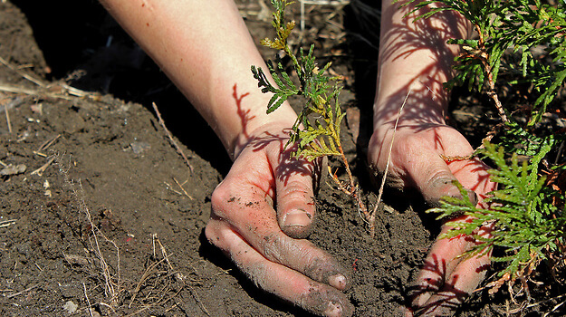 a pair of hands planting a small sapling
