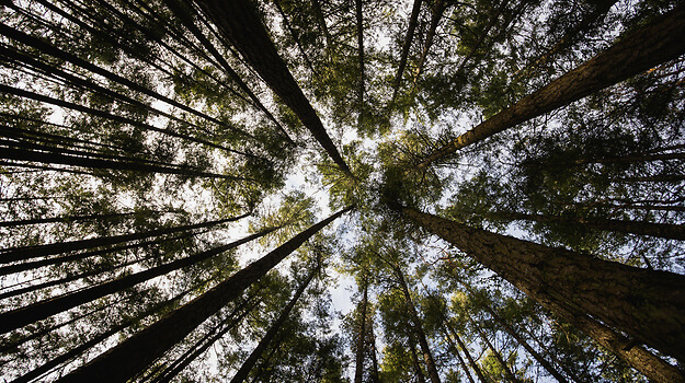 view looking up in a forest